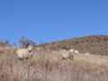 NZ high country sheep 2